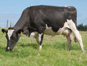 4408_dairy-cow