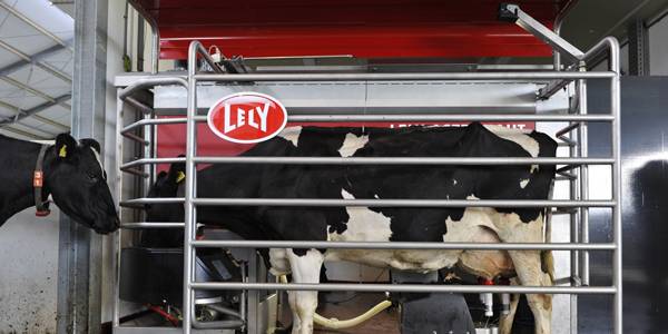 Cow getting milked using a robotic milker.