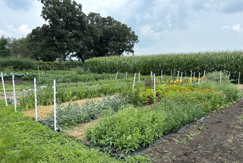 Joelle's garden has a vibrant display of more than 13 species of cut flowers and garlic. She is excited to continue learning new and different ways to help her plants grow. 
